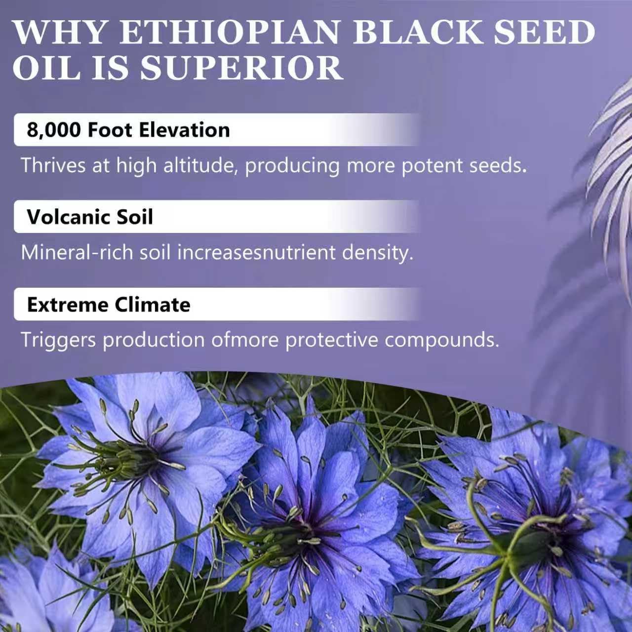 Purely Ethiopian Black Seed Oil Capsules, Purely Nutrient Ethiopian Black Seed Oil with 4.64% Thymoquinone, Immune Support, Organic Cold Pressed, Non-GMO, Gluten-Free, 60 Softgels(2 Bottles)