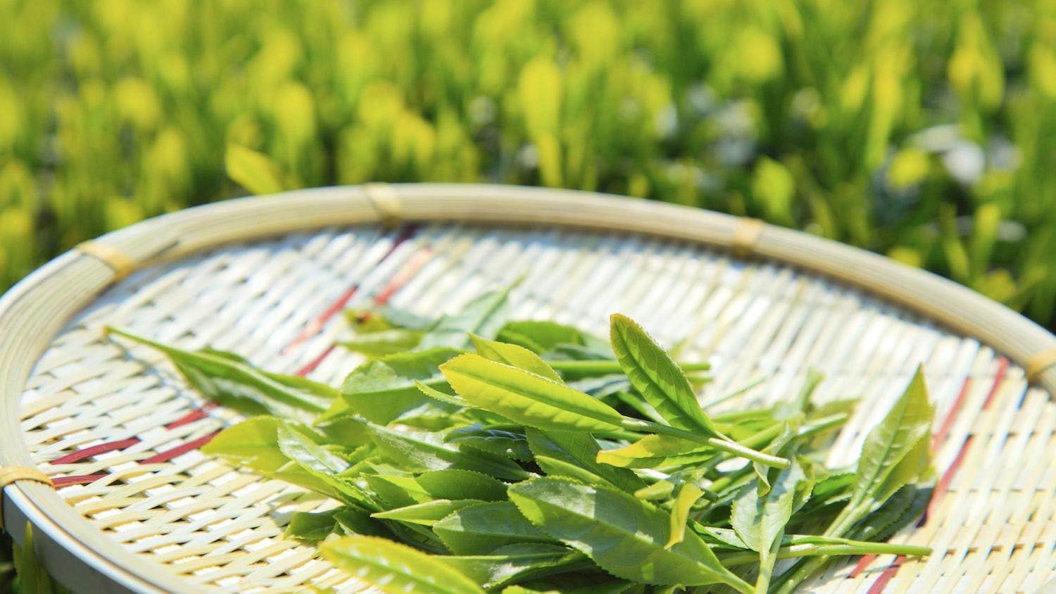 Camellia Sinensis - 6 Inch Container - Large Trade & Beautiful Live Tea Plant - Brew Your Own Black, White, Green & Oolong Tea