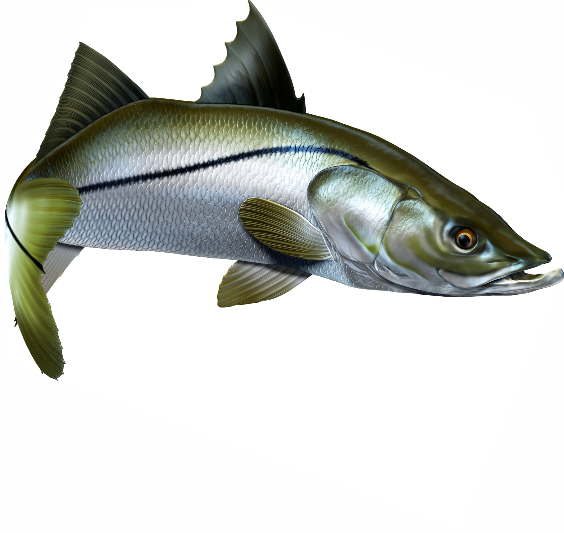 Snook Decal For Boat