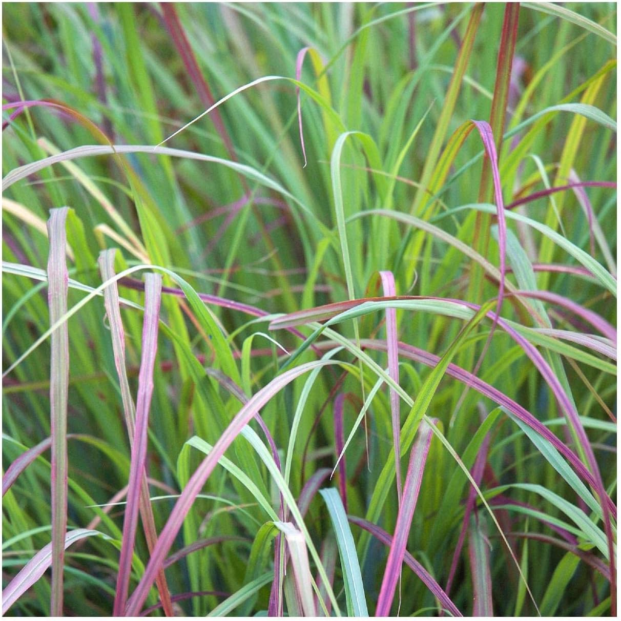 Everwilde Farms - 1 Lb Little Bluestem Native Grass Seeds - Gold Vault