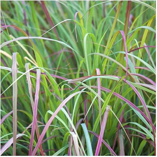 Miniatura 4 de everwilde explotacionesLittle bluestem Native semillas de pastoOro Vault