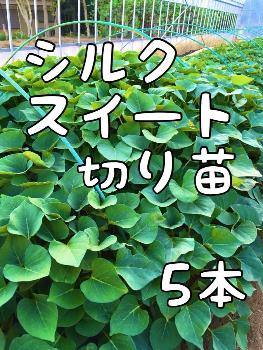 Amazon.co.jp: 5本 サツマイモの苗 シルクスイート 切り苗 : DIY・工具