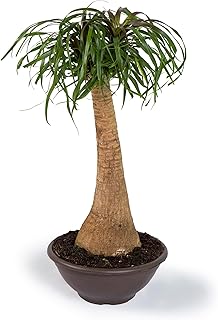 Cool Green - Planta natural interior - Beaucarnea - Apta para Mascotas