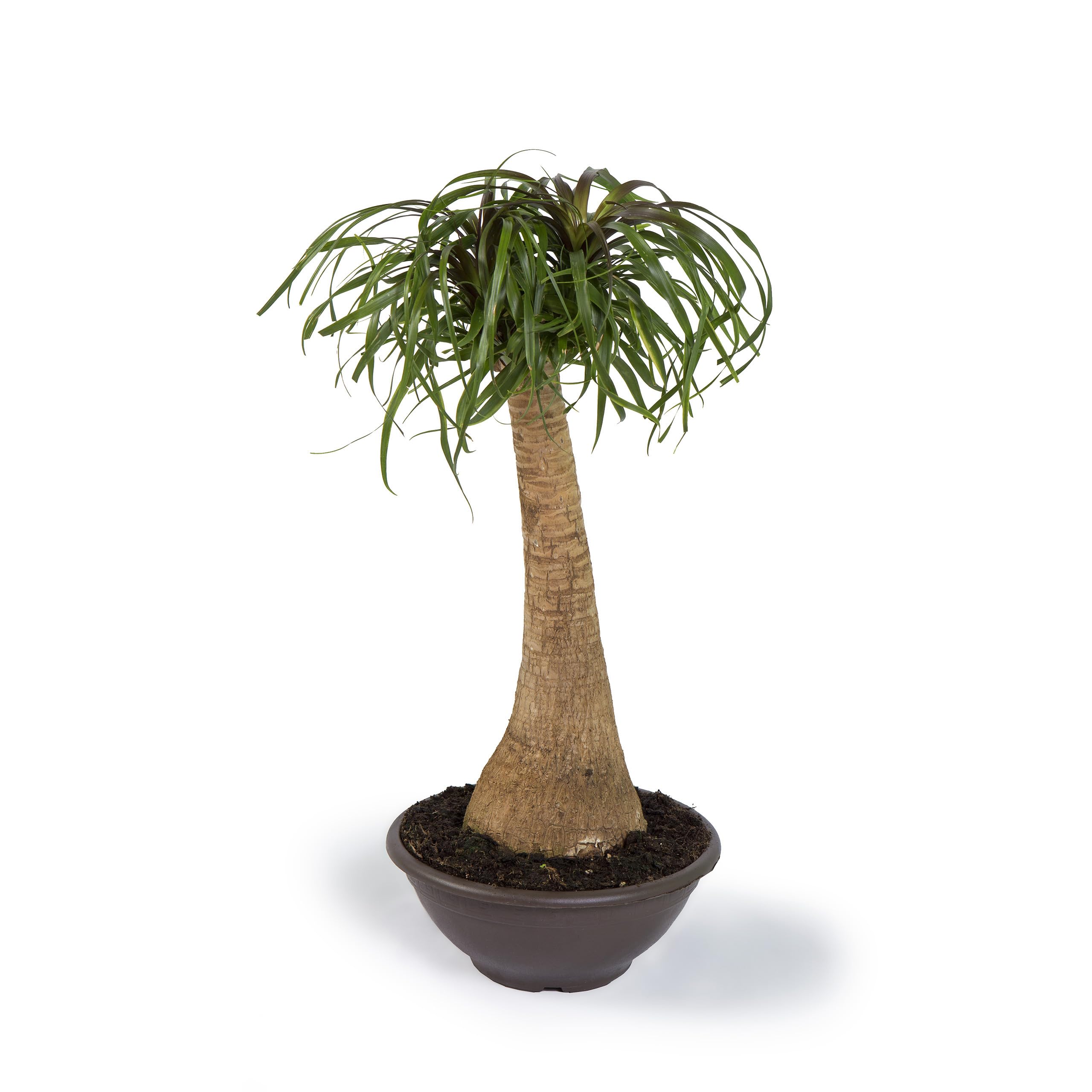 Cool Green - Planta natural interior - Beaucarnea - Apta para Mascotas
