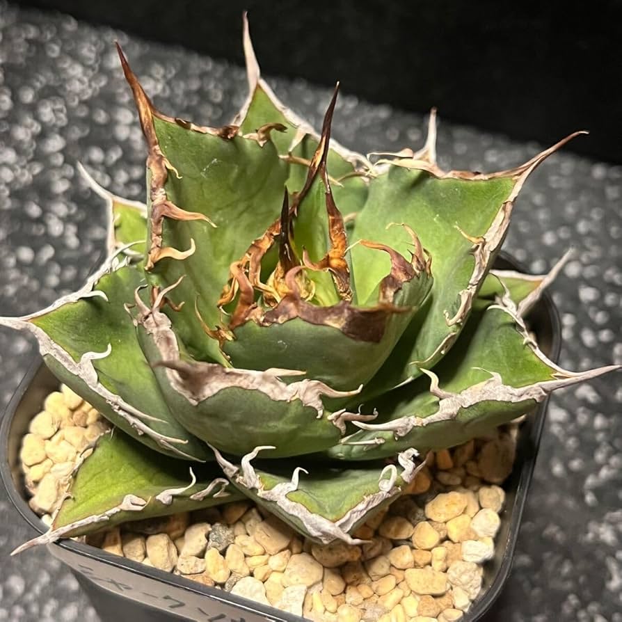 アガベ チタノタ sharkshoui シャークソウイDennis020 千鳥影 Amazon.co.jp: agave titanota sharksoui アガベ チタノタ