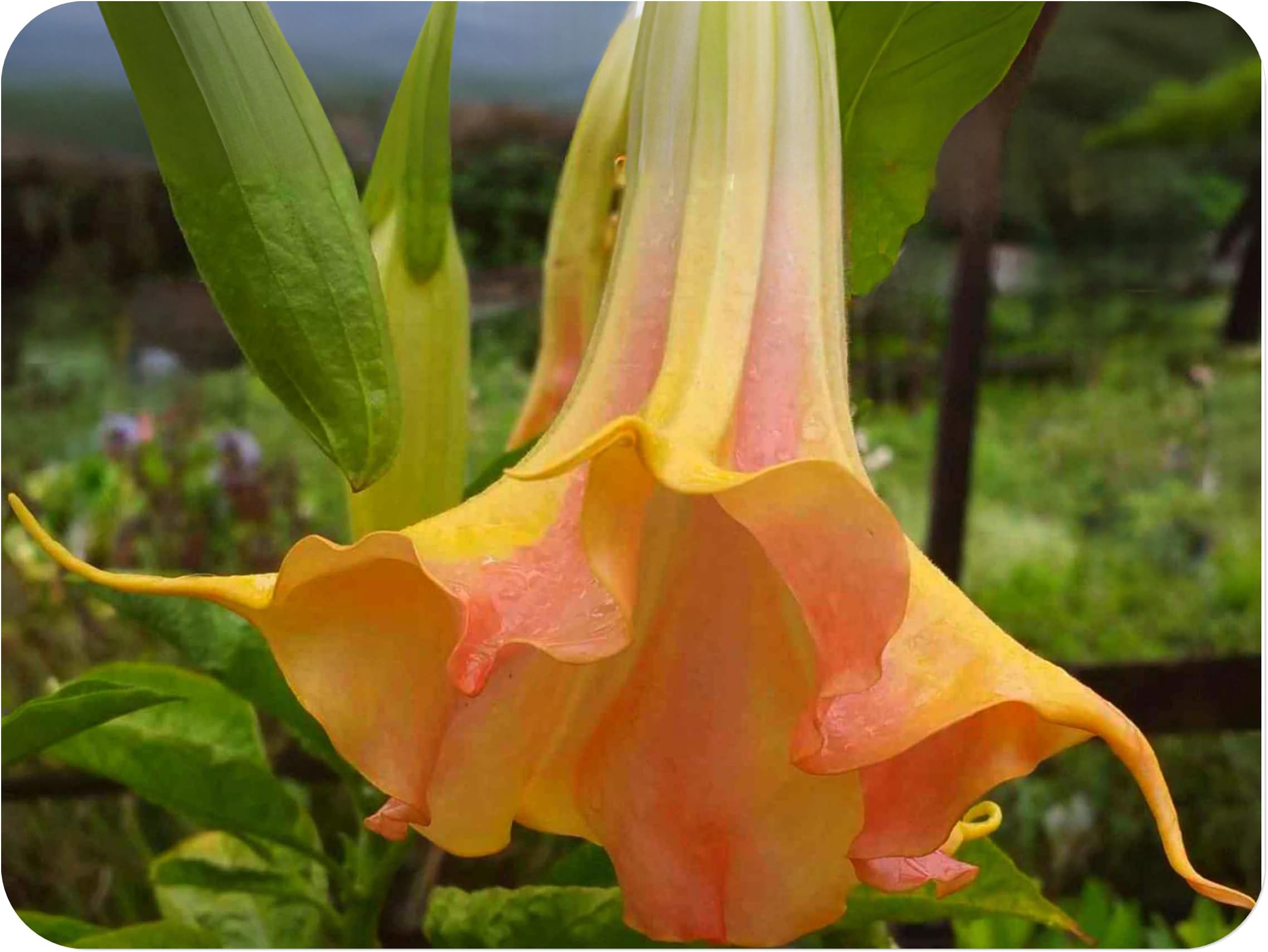 Mango Crush - Brugmansia Hybrid Angels Trumpet - Live Tropical Plant - Big Fragrant Single Orange Flower - Emerald Goddess Gardens - Starter Sz 4 Inch Pot