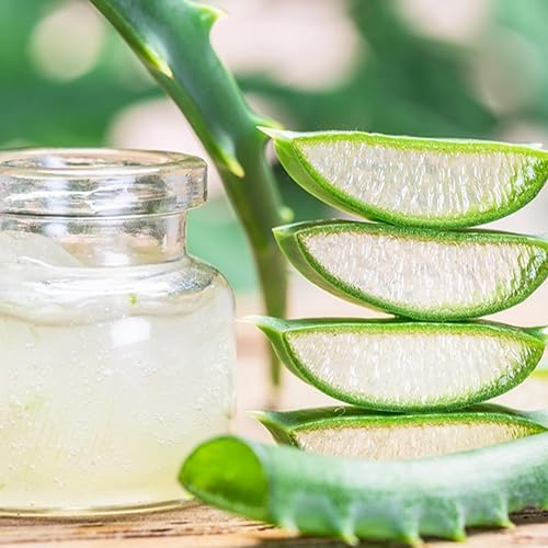 Miniatura 3 de Planta viva de aloe vera de aloe vera para plantar en maceta tamaño 2  Planta Aleo vibrante de bajo mantenimiento para patio, balcón y espacios