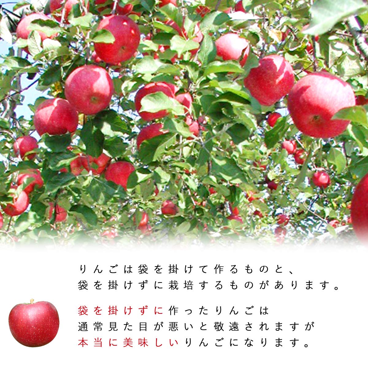 糖度21%！味は贈答用クラス10キロ【シャキシャキ】信州高山村産