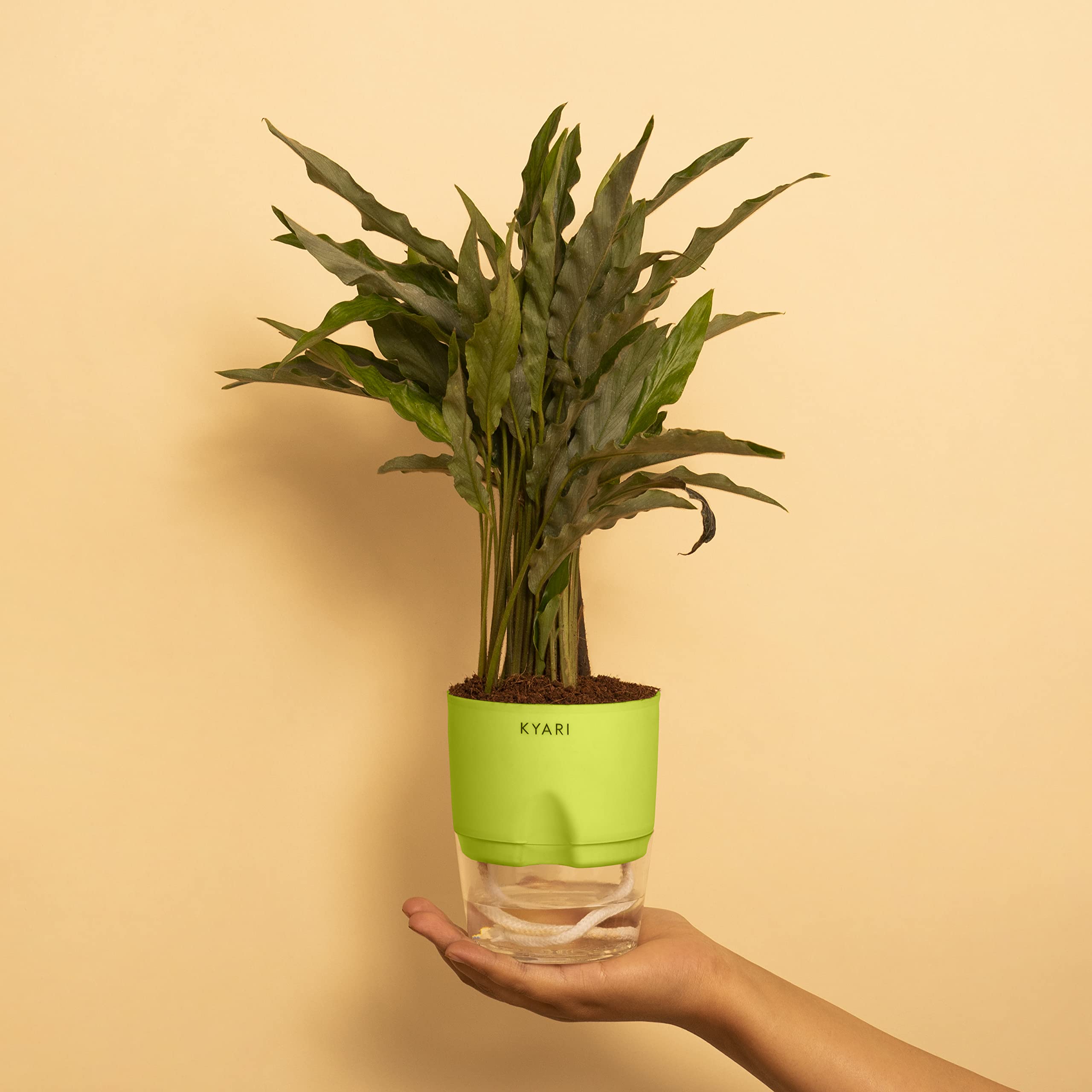 KYARI Calathea Rufibarba Indoor Plants for Living Room | Live Plants | Plants with Green Self Watering Pot for Home | Air purifier plants | Plants for Home Decor | Plants for Garden & bedroom (B0BDG15DDK) Amazon Price History, Amazon Price Tracker