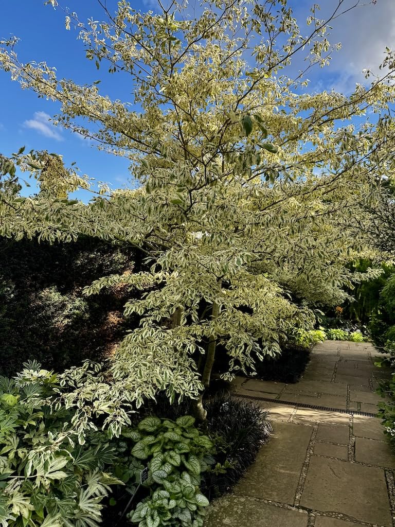 Cornus controversa variegata Wedding Cake Tree 1l Potted Plant
