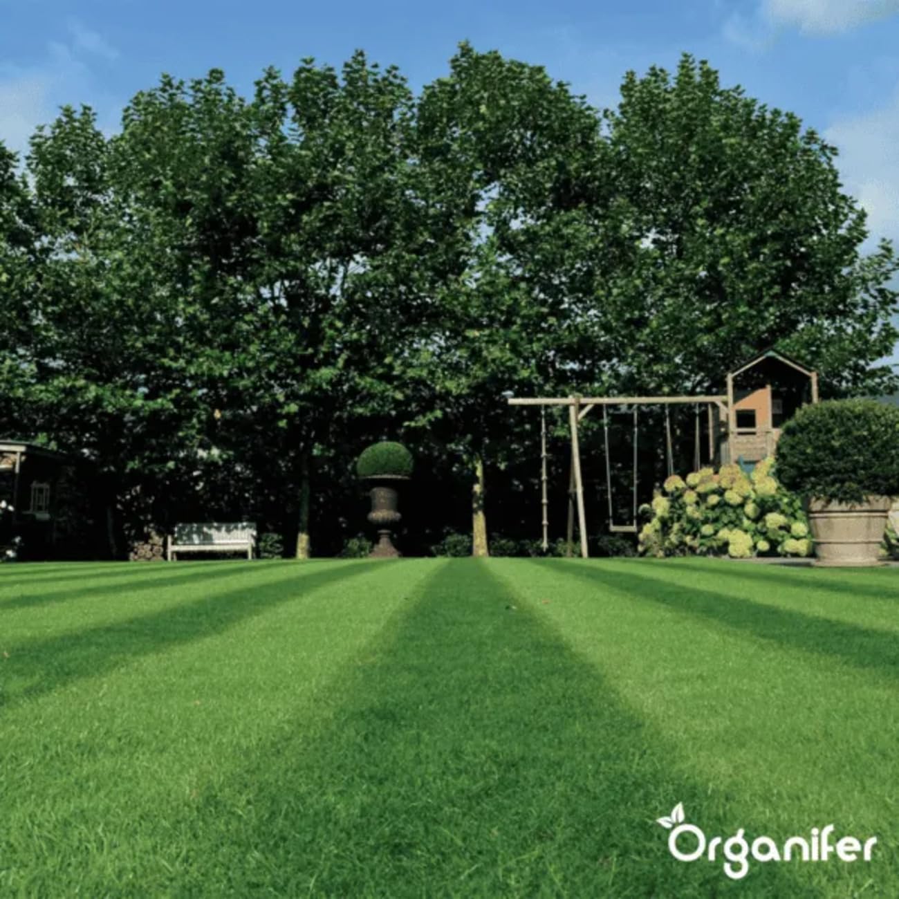 Organifer Graines De Gazon À Germination Rapide 1 Kg 50 M2 Pelouses Sportives