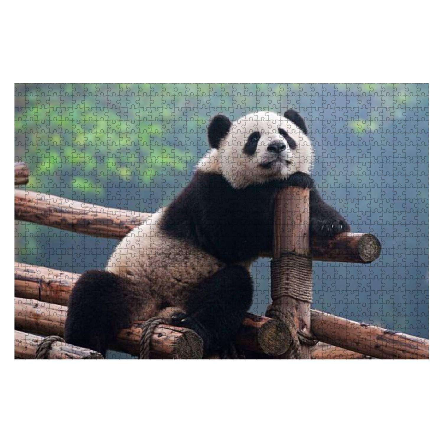 Desenhos De Ursos Pandas Ilustração De Urso Panda Fofo. Um Panda