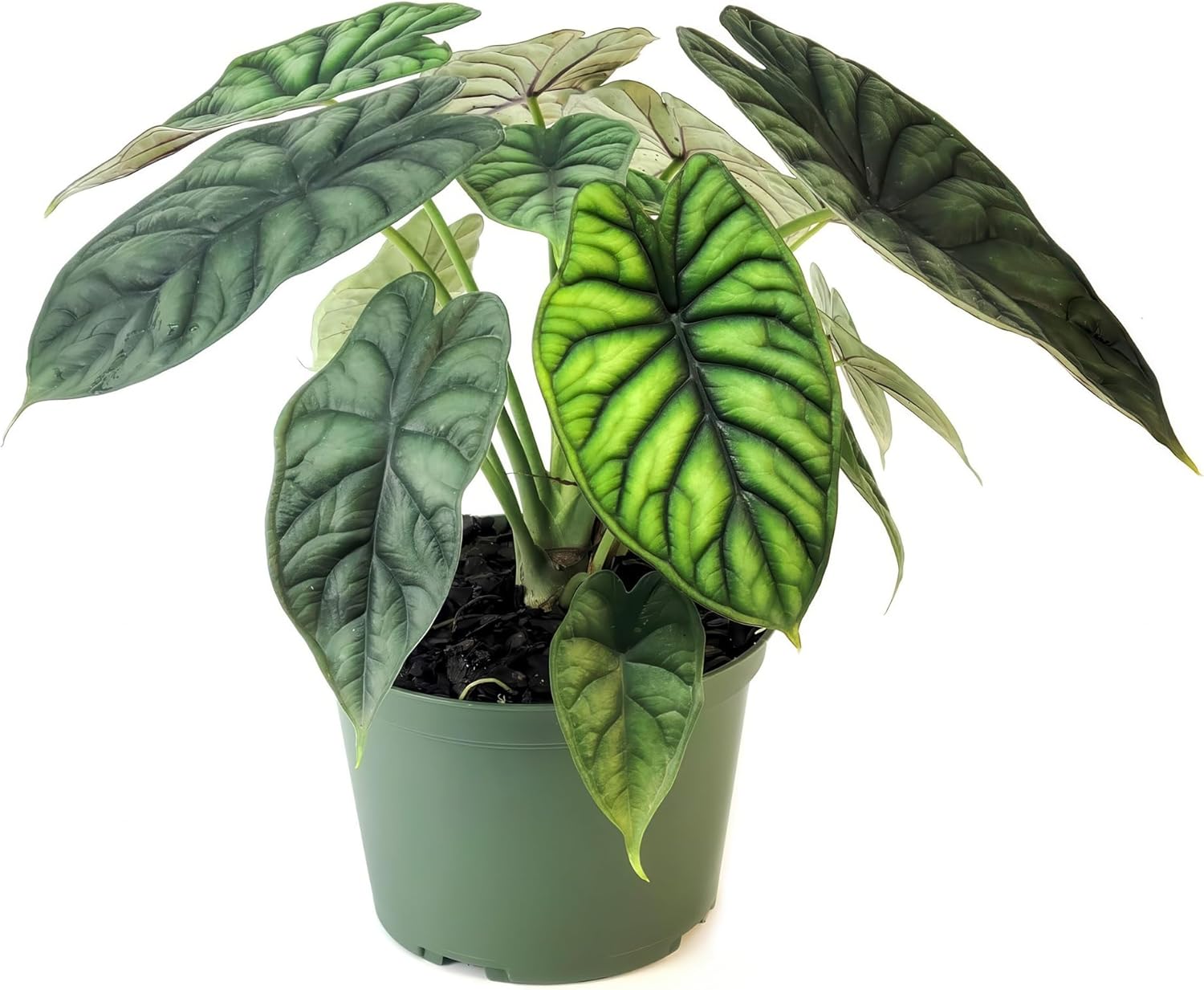 4 in. Alocasia Dragon Scale Plant