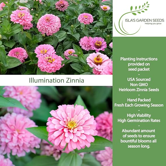 Illumination Pink Zinnia Seeds (Zinnia elegans) 50+ Heirloom Non-GMO Seeds by Islas Garden Seeds, Bright Pink Blooms, Tall Cut Flower, Summer-Long Color for Beds & Borders, Pollinator-Friendly