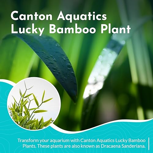 Miniatura 2 de Lucky Bamboo Plant Dracaena Sanderiana - Plantas populares de interior - Posicionamiento de fondo - Planta acuática natural y orgánica - Fácil de