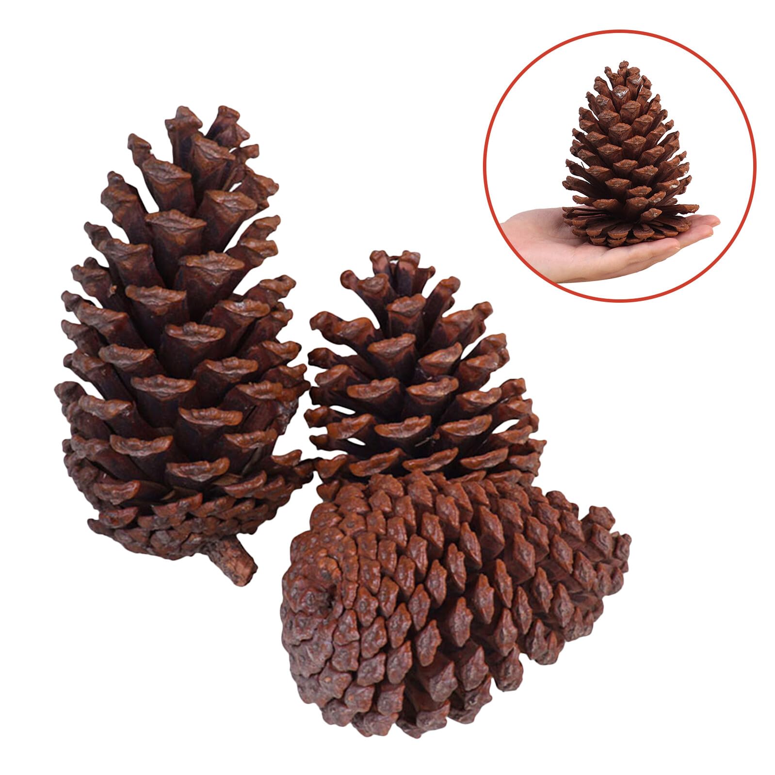 Weihnachtsbaumschmuck Kiefernzapfen 6 Stück Tannenzapfen Naturzapfen zum Basteln und Fotorequisite für Herbstdeko und Selbstgemacht