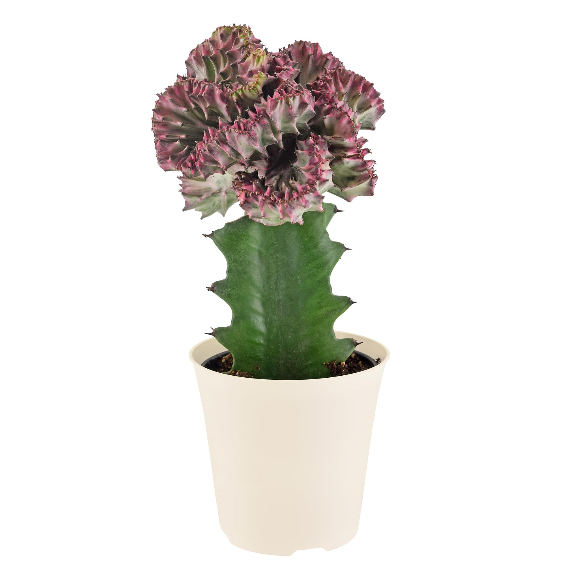 Arcadia Mermaid Tail Cactus