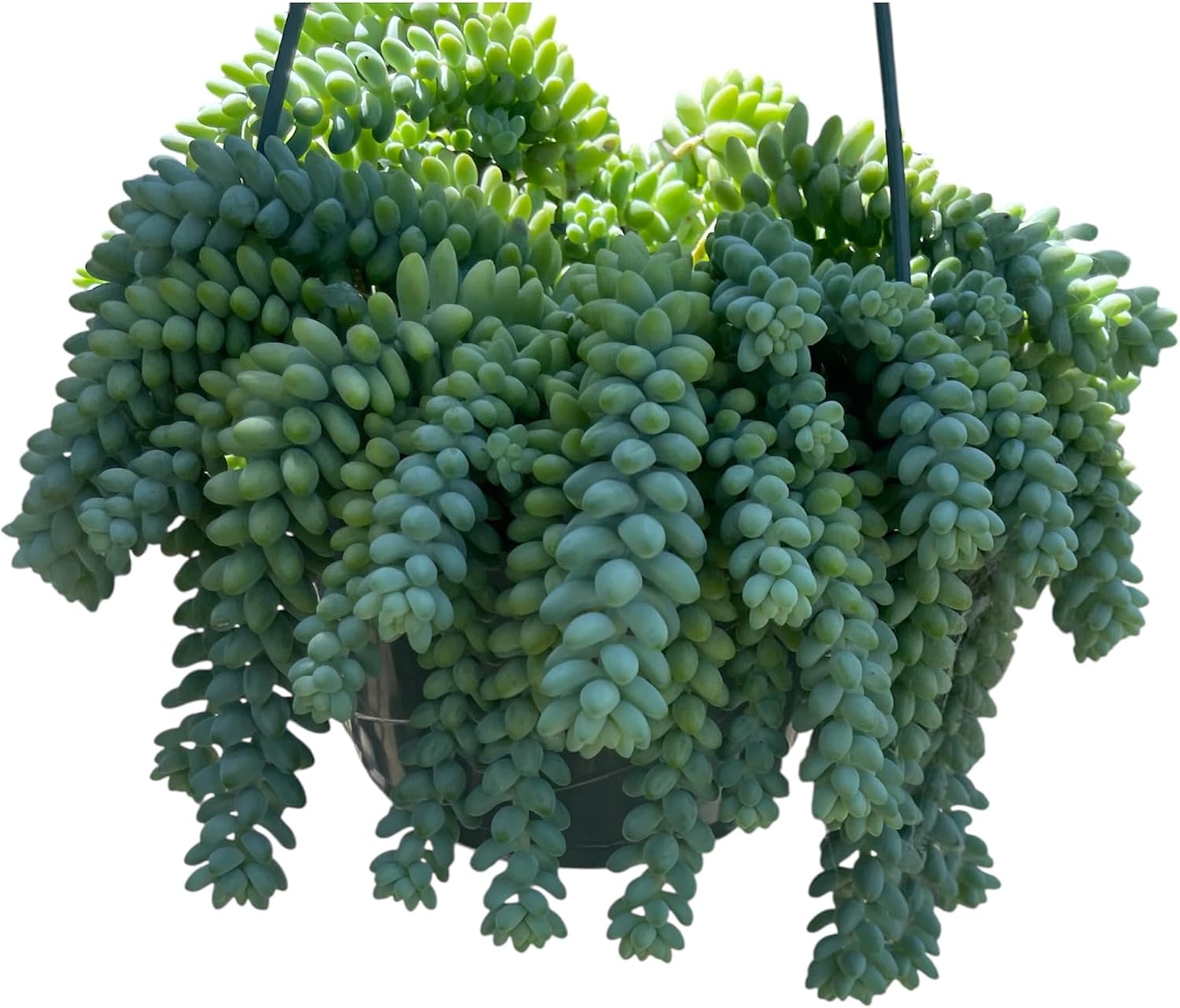 Senecio herreianus String of Watermelon in A 8" in Hanging Pot Healthy Rooted Live Plant (Donkey Tail (Sedum Burrito) in A 8" in Pot Trailing Healthy Rooted Succulent)