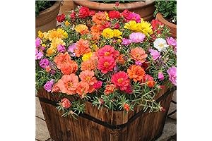 Mixed Color Portulaca Grandiflora Double Moss Rose Seeds