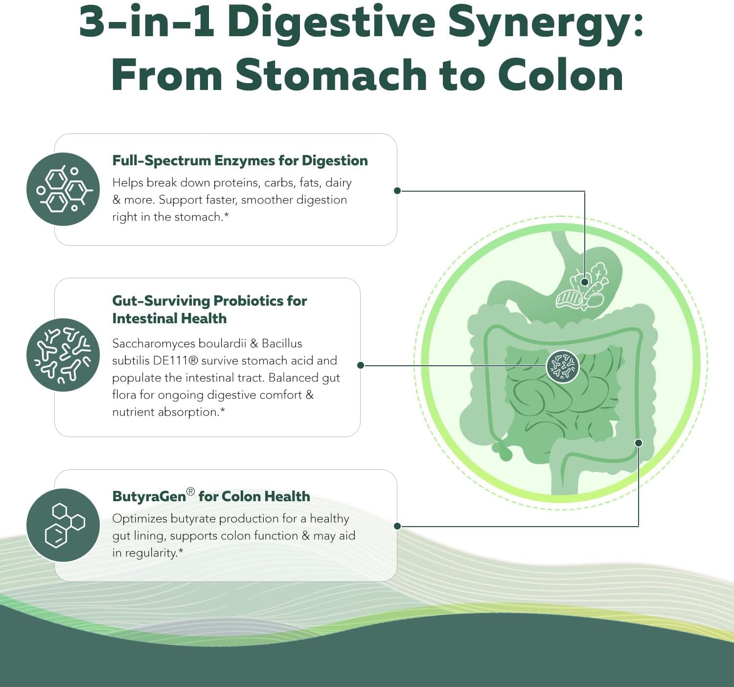 Flora Digest - 3-in-1 Max Strength Digestive Enzymes + Gut Surviving Probiotics & ButyraGen® Postbiotic for Optimal Digestion, Bloating Relief, Regularity, Gut Lining & Colon Support - (60 Capsules) - Image 6