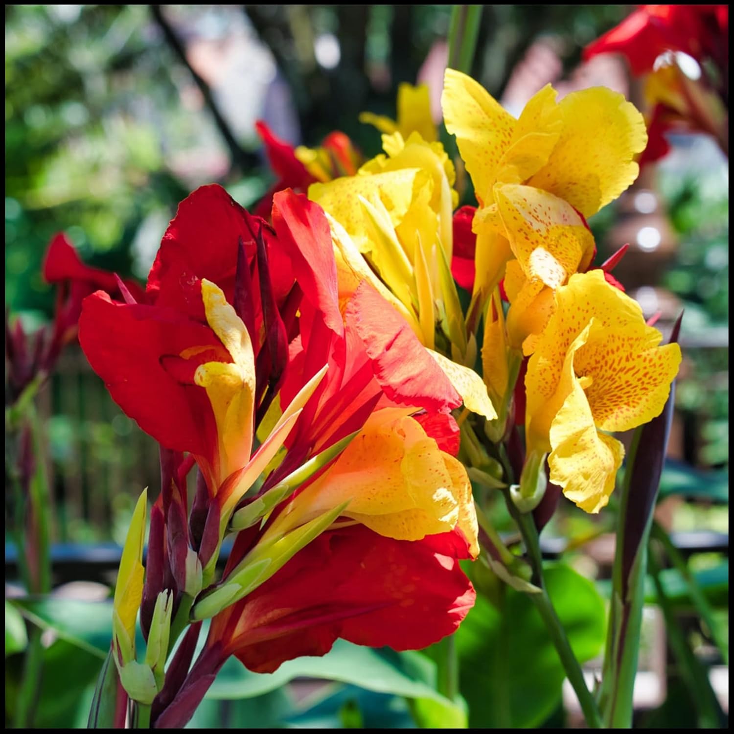 秋植えの球根 花の球根 庭の球根 庭の花 成長しやすい カンナ 球根 結婚式の花 インドの花のチューブ 1 球根 A 選ぶなら 秋植えの球根 花の球根 庭の球根 庭の花 成長しやすい カンナ 球根 結婚式の花 インドの花のチューブ 1 球根 A 選ぶなら