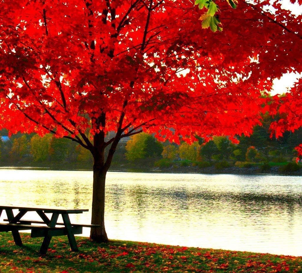 American Red Maple Shade Tree - Live Plant Shipped 3 Feet Tall by DAS Farms