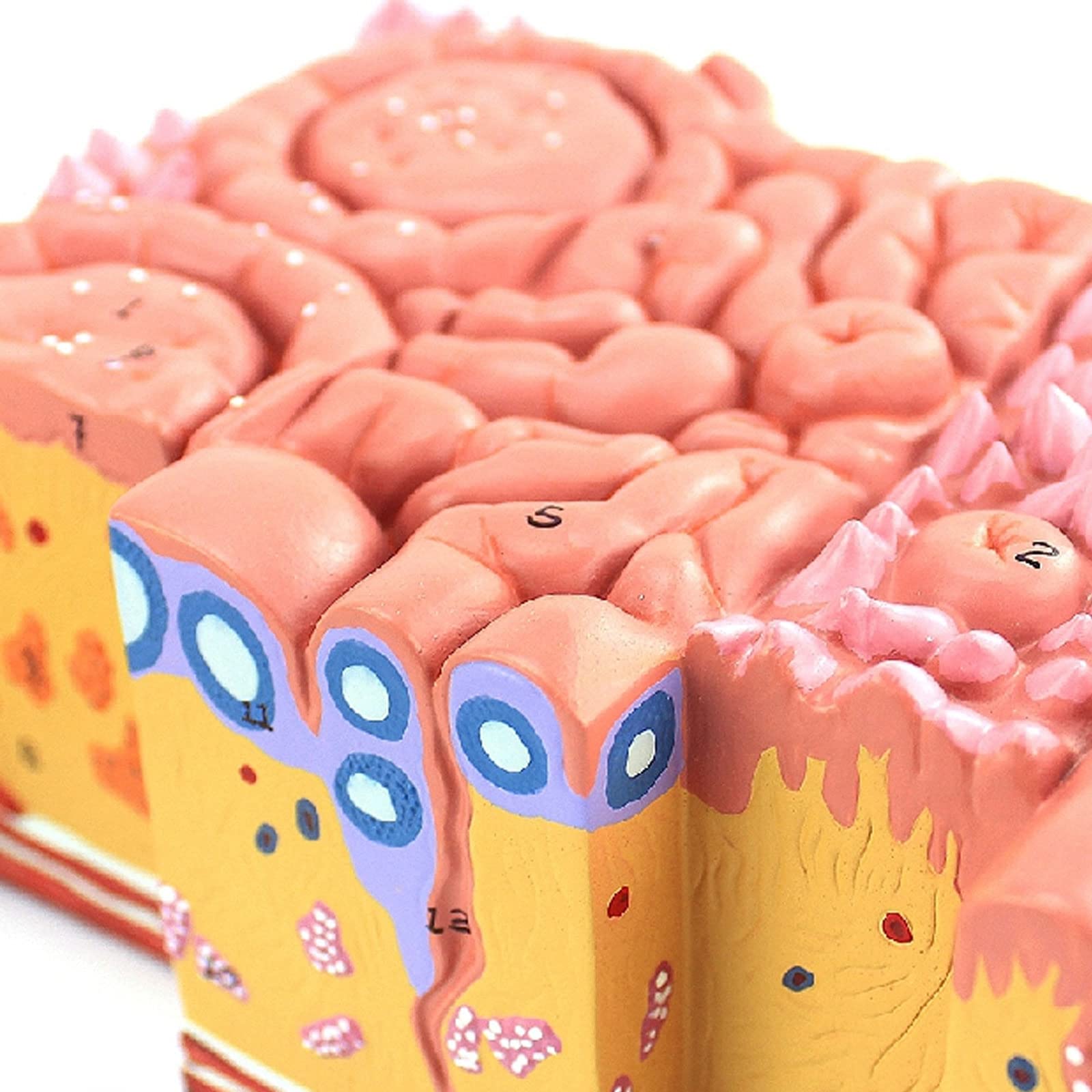 Modelo De Anatomía De La Lengua Humana Recubrimiento De La Lengua Lengua Papila Palas Gustativas Enseñanza De Gastroenterología Oral