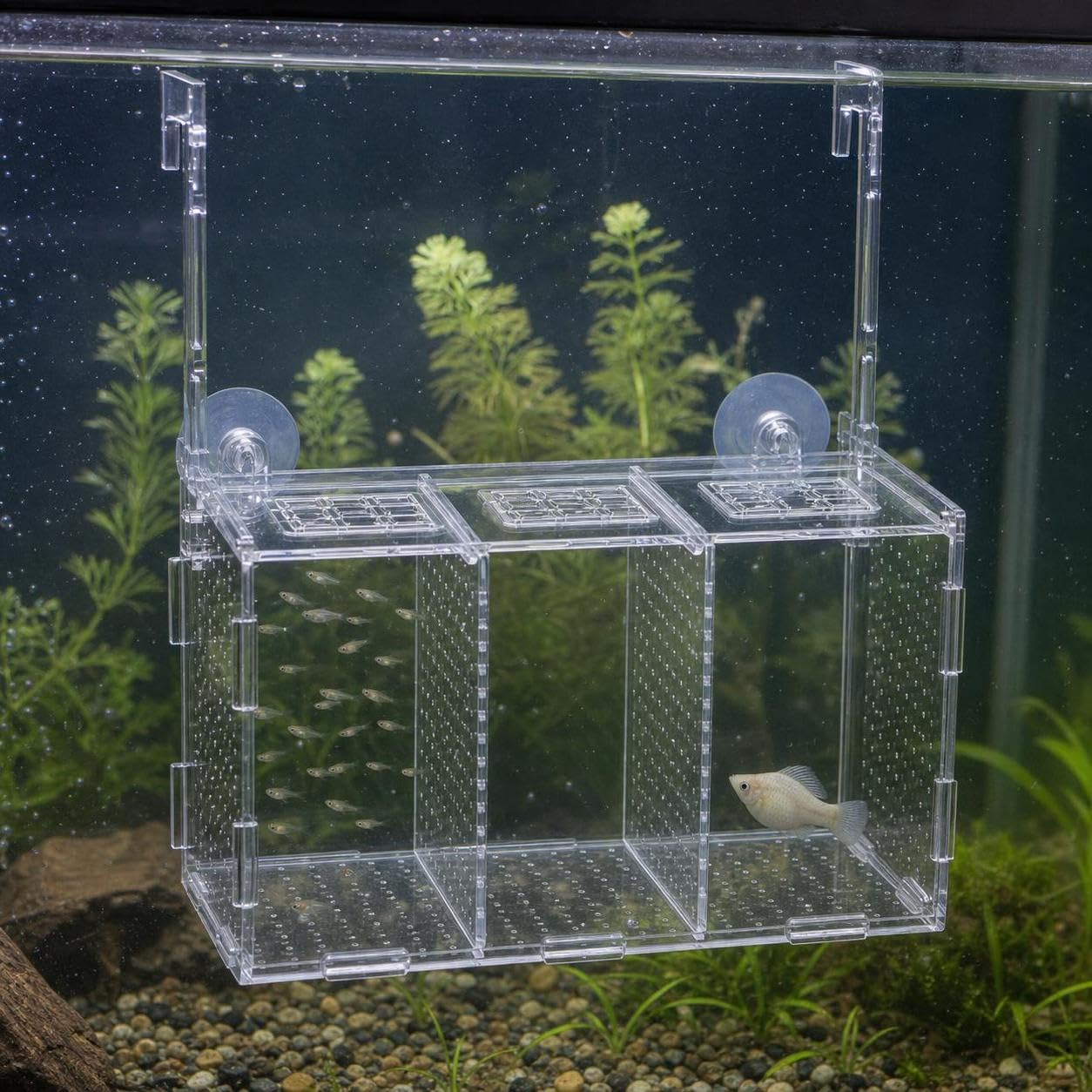 Caja Cría Peces Aislamiento Ventosa, 40x15x20cm | ción con ventosa, aislamiento y separación, ial peces jóvenes, para cría, para Crías, para Agua