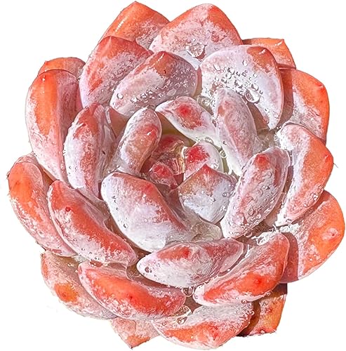 Generic Echeveria Monroe - Plantas suculentas vivas raras, 1 maceta de tamaño de 3.5 pulgadas, planta viva rosa, excluye maceta y tierra, escritorio