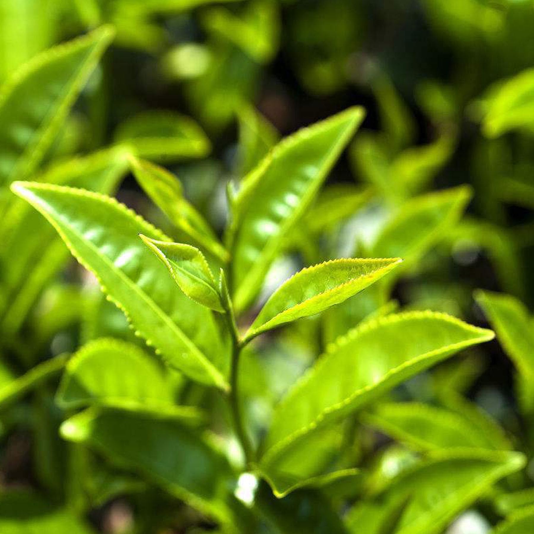 Herbata Yunnan Pu'er, herbata czarna 357g / 12,59 uncji dojrzałej herbaty Menghai Bulang Mountain, pyszna i kojąca