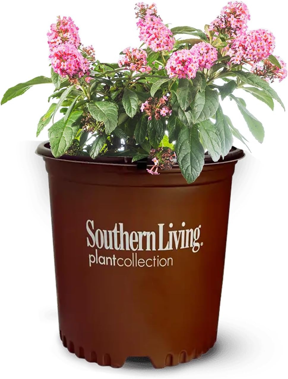 Perfect Plants Butterfly Candy Li'l Taffy Butterfly Bush in 1 Gallon Grower's Pot | Live, Pink Flowering Shrub for Outdoor Gardens | Compact Bush | Pollinator Garden Planting | Thrives in Zones 5-10