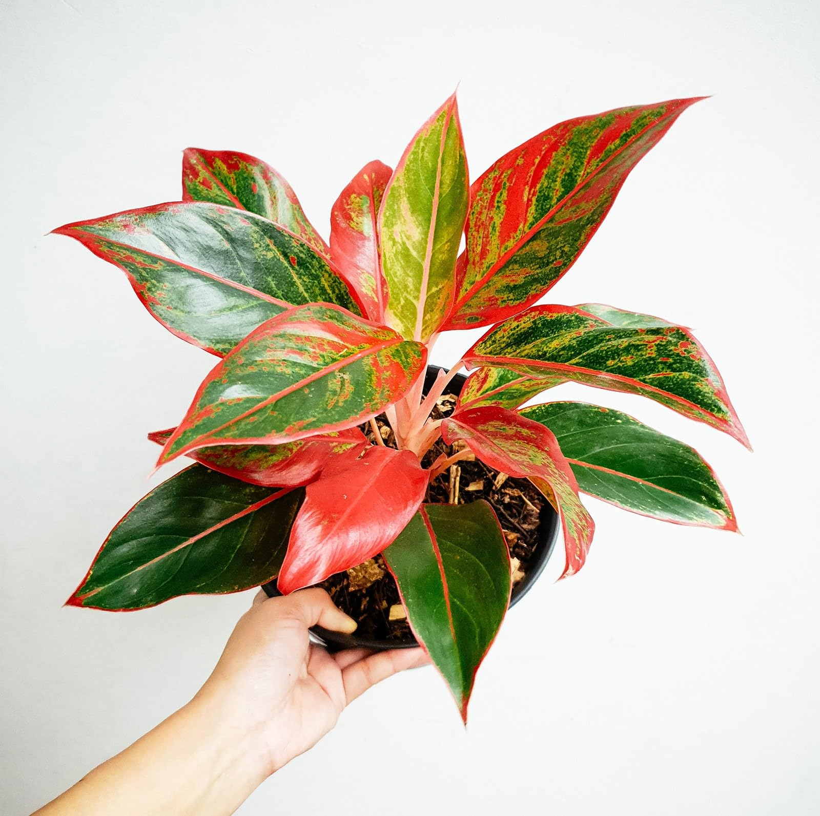 Live Aglaonema Red Lipstick Plant, Natural Live Indoor Plant with (7.5 cm Black plastick Pot)| Healthy Live Plant | For Home Gardaning, Office, Livingroom, Bedroom, Garden Decor (Pack of 1) A_3