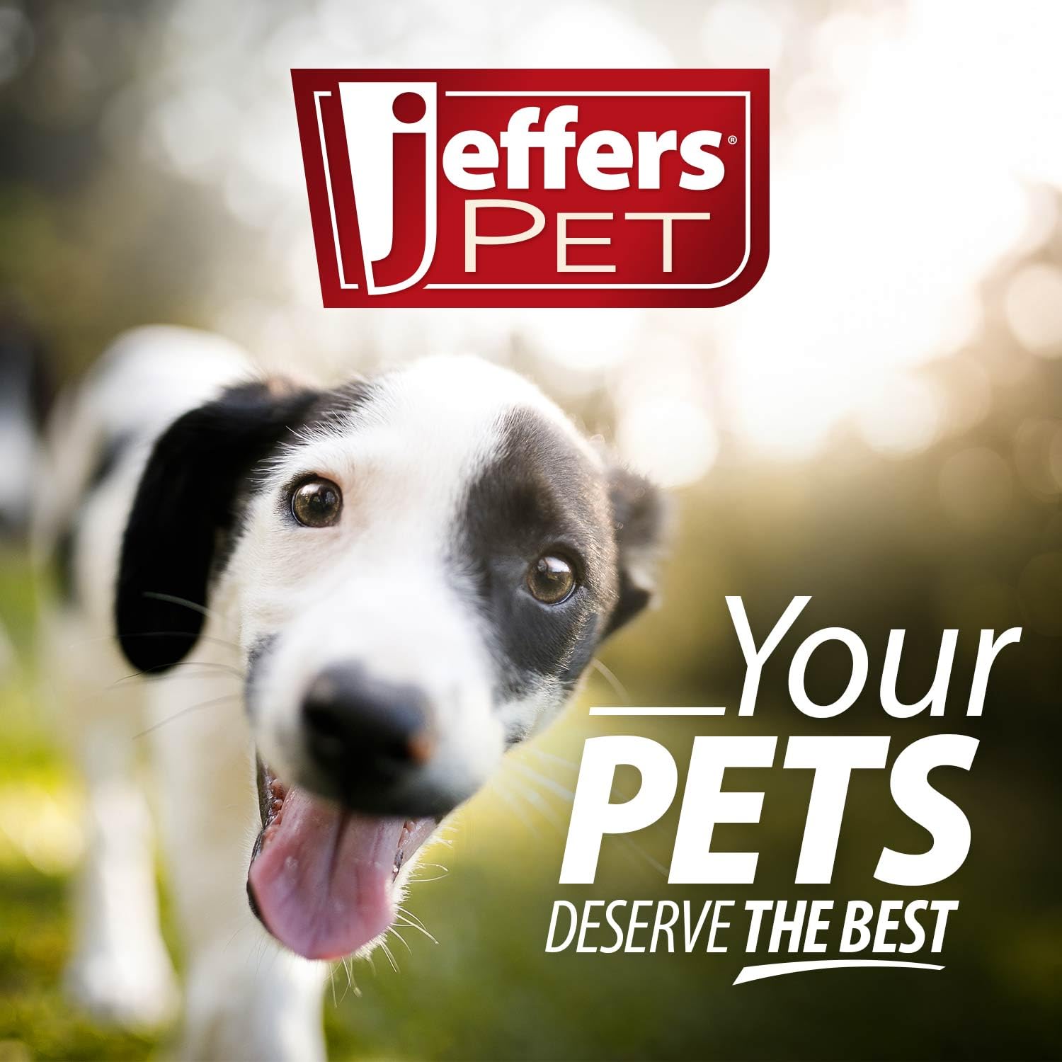 Jeffers Pet Ear Cleaning Solution for Dogs, Cats & Puppies, 128 oz – Aloe Vera Ear Wash for Wax & Odor Removal, Itchy Ear Comfort, Routine Ear Hygiene, Home Grooming, Travel Friendly Pet Care - image 3