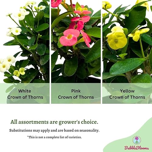 Miniatura 4 de BubbleBlooms Corona de espinas, surtido Euphorbia milii, juego de 3 en macetas de 4 pulgadas, planta de corona de espinas, espina de Cristo