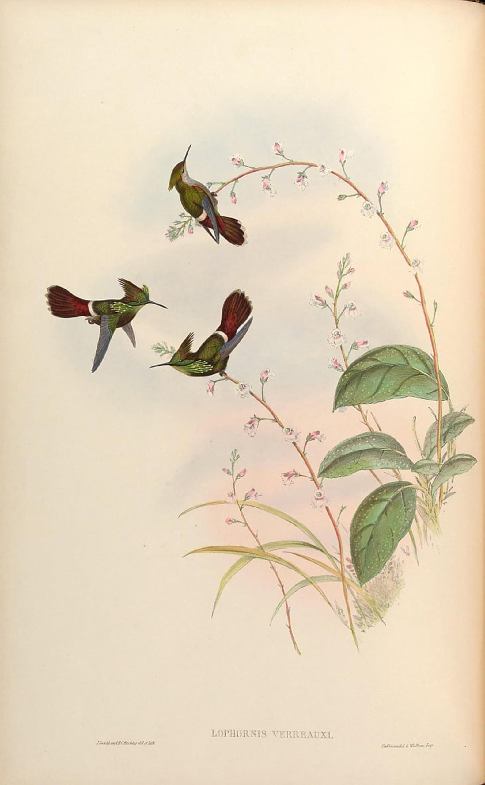 ARTXLXXBN Famous Painting Art Wall Decor Abstract Art Picture Animal Bird Lophornis Verreauxi Lophornis Chalybaeus Verrauxii by John Gould Animal Pictures for Home Decor 60x90cm