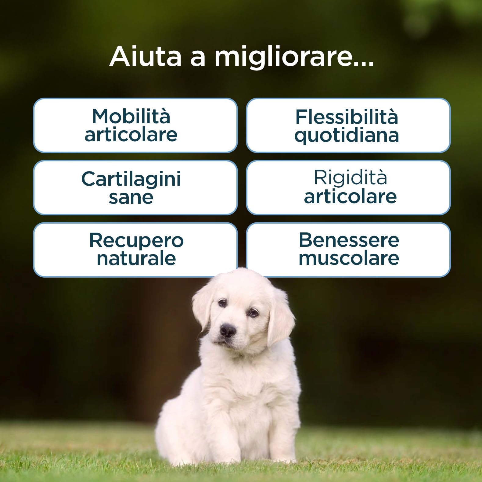 Integratore Articolazioni per Cani | 60 Bocconcini Naturali al Gusto Manzo | Supporto per Mobilità, Cartilagini, Articolazioni e Ossa | Con Glucosamina, Condroitina, MSM e Curcumina