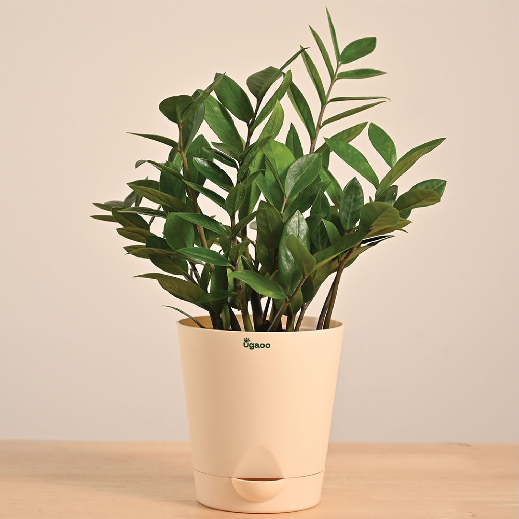 Ugaoo ZZ Plant, Zamia Air Purifer Plant With Self Watering Pot (Zamioculcas Zamiifolia)