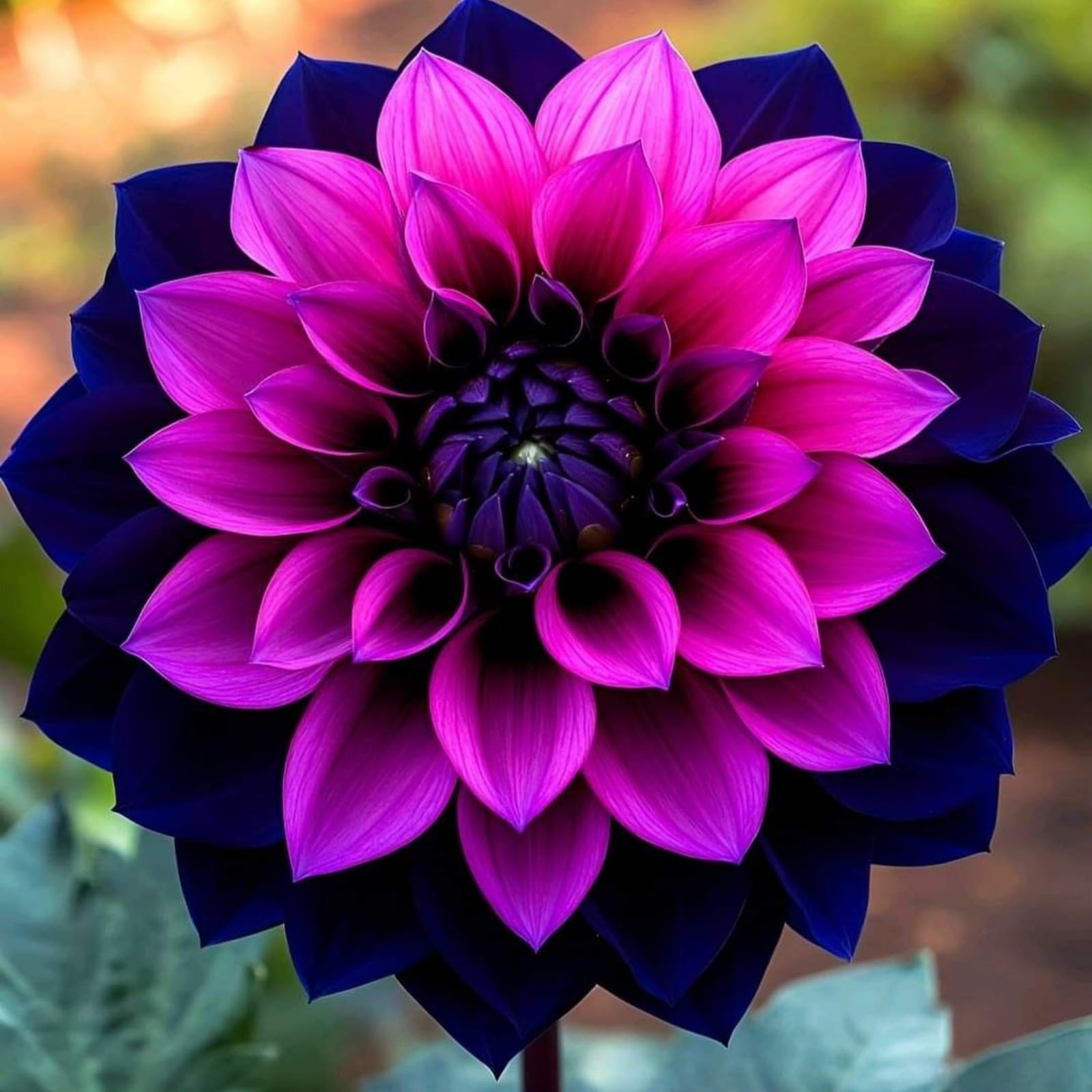 Easy Plant, Strong Plant, Dahlia Bulbs Now UK, Greening Flower, Natural Organic, Excellent Display, for Containers, Rare Plants, 4bulbs-B