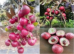 Rosarian® Red Longan Fruit Plant (Thailand Ruby Red Plus Variety) – Grafted Live Dragon Eye Longan Tree | High Yield Tropical Fruit Plant for Home & Outdoor Gardening | 2-3 Feet Healthy Live Plant