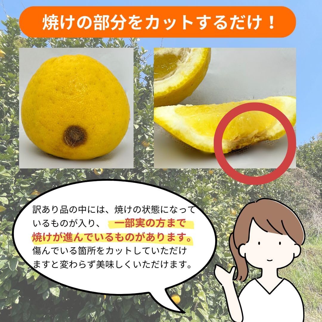 農薬不使用！「愛♡晩柑」10キロ！(問い合わせページ) 河内晩柑 訳あり 10kg 愛媛県産 送料無料 不揃い 2セット御購入でお得