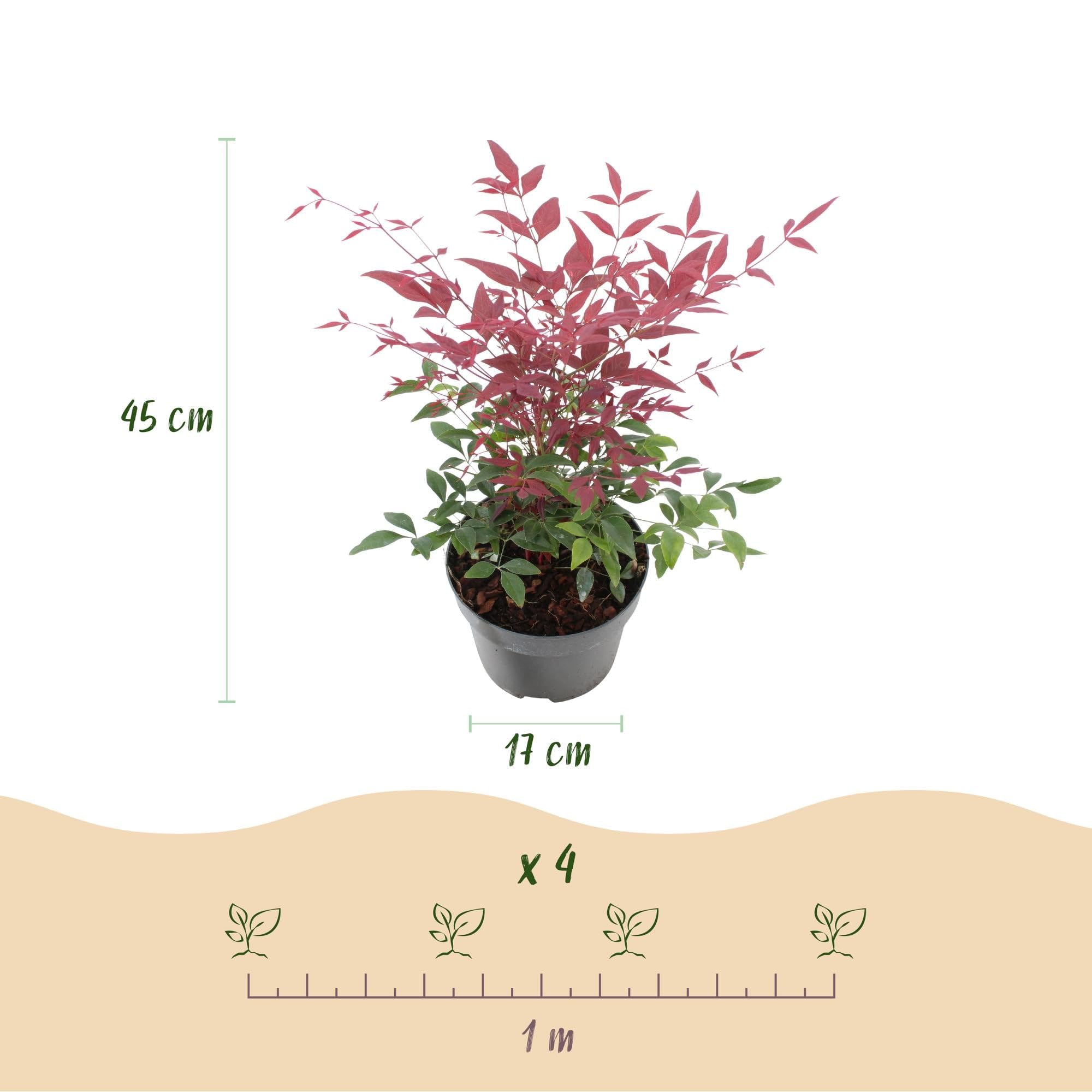 Bambus Nandina Duo – żółty i czerwony – 2 rośliny – wiecznie zielony – łatwy w pielęgnacji – 17 cm, wysokość 45 cm