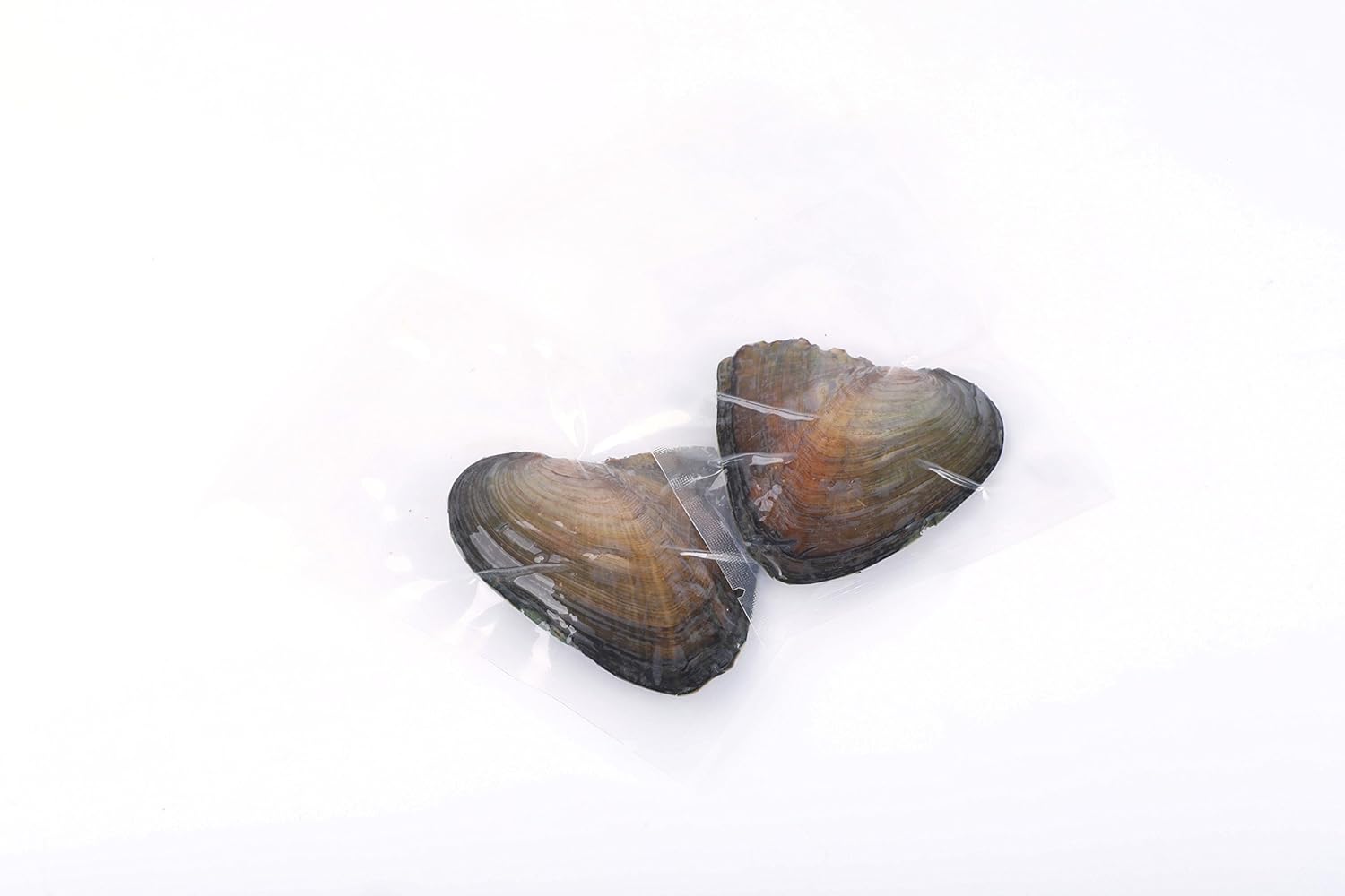 SEASAN Twins Oyster Pearls Freshwater Cultured Oysters with