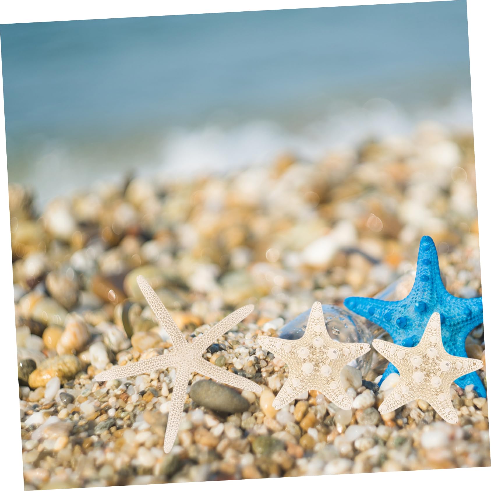NUOBESTY 40 Piezas Botella de de Estrella de mar Concha Marina pequeña Concha de Vieira Decoración Acuario Manualidades Marinas decoración Decorativa de Estrellas de mar