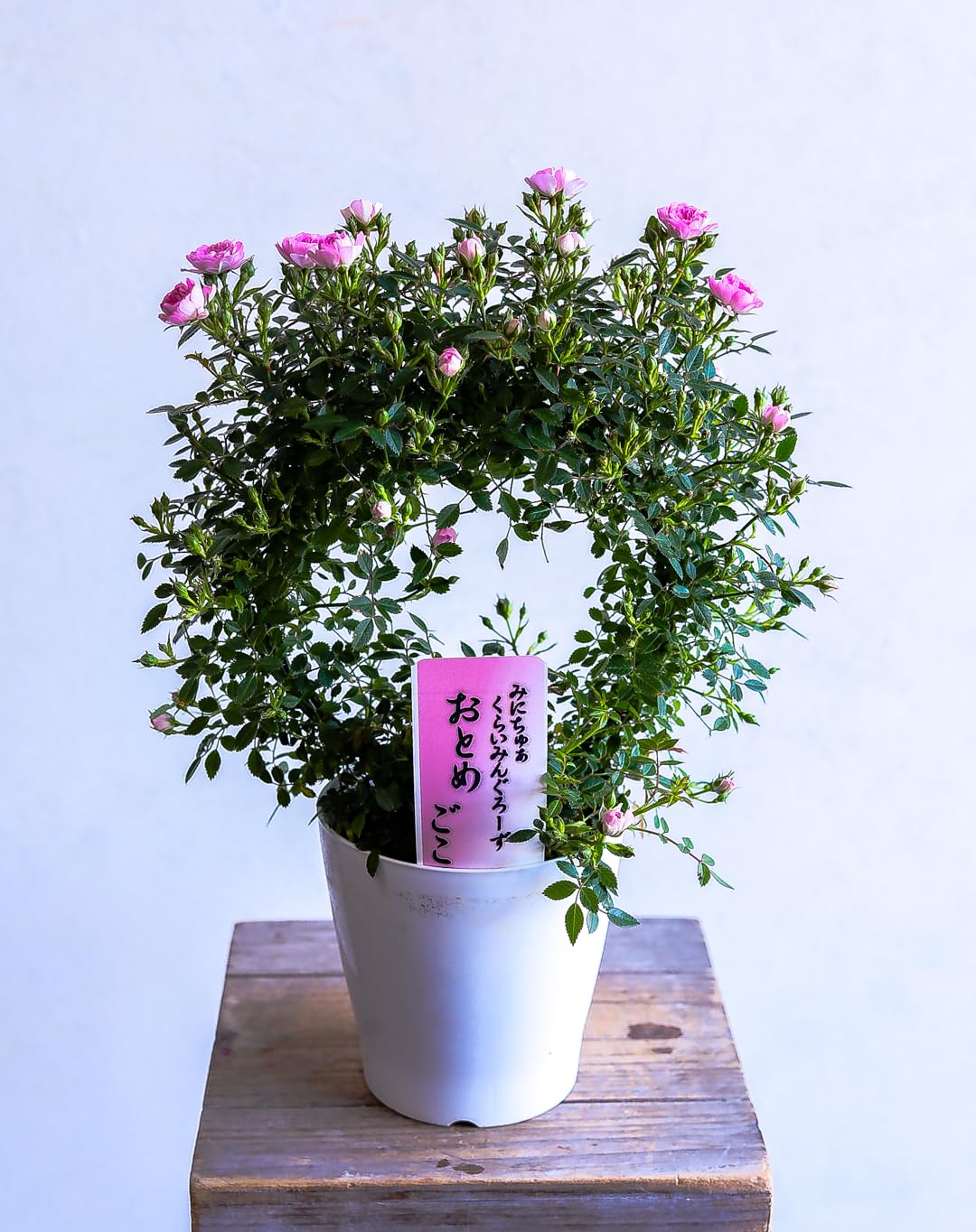 Amazon｜母の日 ギフト 次々と咲く華やかな バラ(アーチ仕立てMサイズ