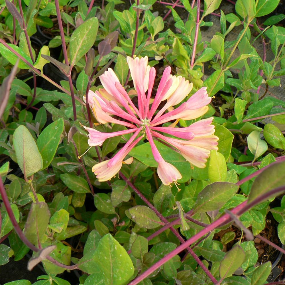 Bedwen Plants Honeysuckle 'Serotina' 9cm Plant x 2, Perennial Climbing Shrub, Fragrant White-Pink Flowers, Lonicera