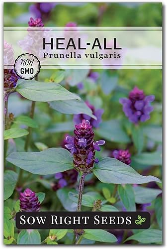 Sow Right Seeds - Sanar todas las semillas para plantar - Prunella vulgaris autocurable - Hierba medicinal tradicional sin OMG - Cultiva tu propio