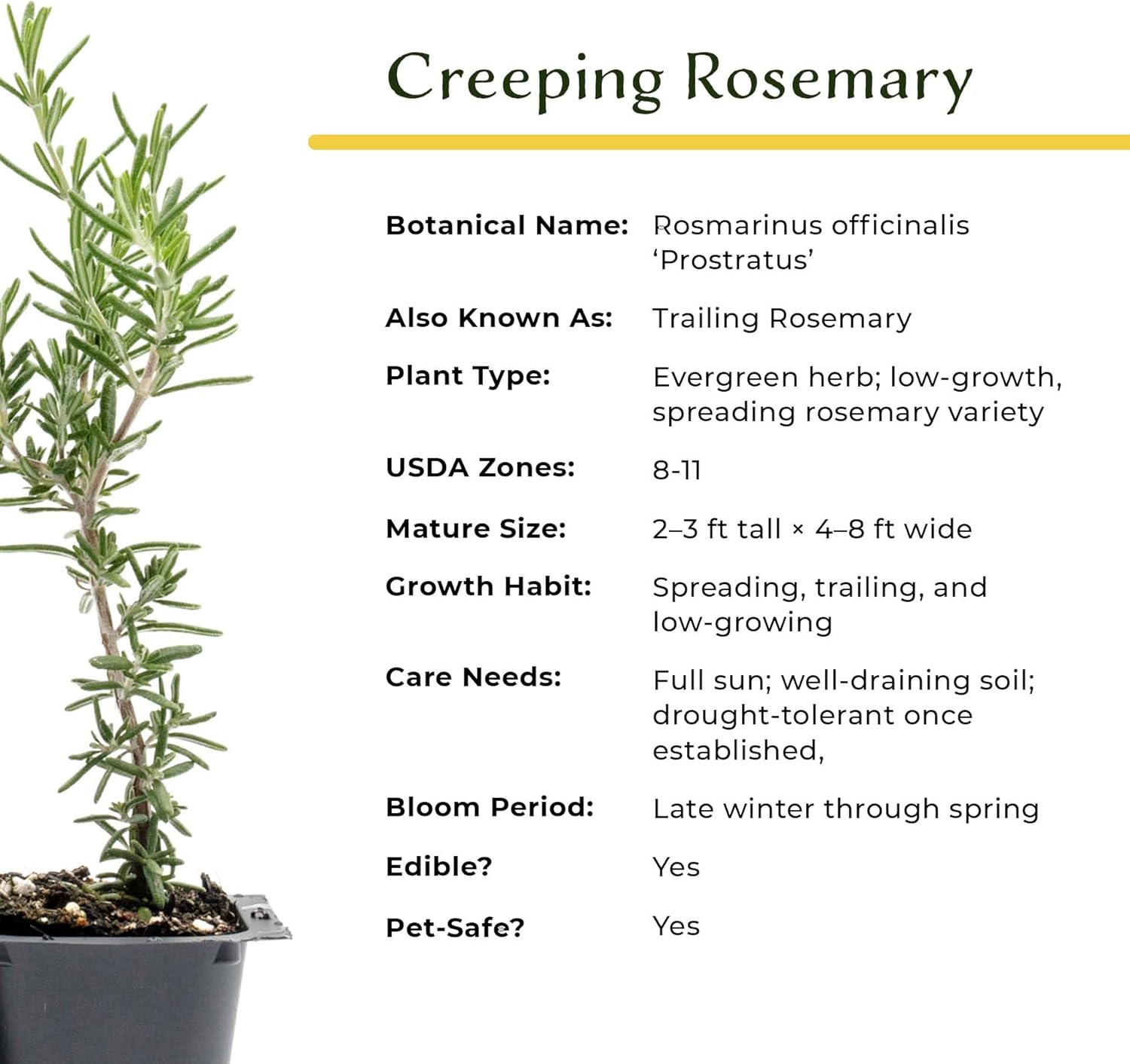 6 Creeping Rosemary in 2.5” Nursery Cubes (Rosmarinus officinalis ‘Prostratus’) | Evergreen Aromatic Groundcover Herb for Rock Gardens, Walls & Containers | Ready-to-Plant Live Starter Plants