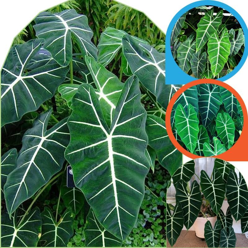 2 Random Colocasia Live Plants, Alocasia Elephant Ear Live Plant for Growing, 4-6" Tall, Cold Hardy, Indoor Outdoor Planting