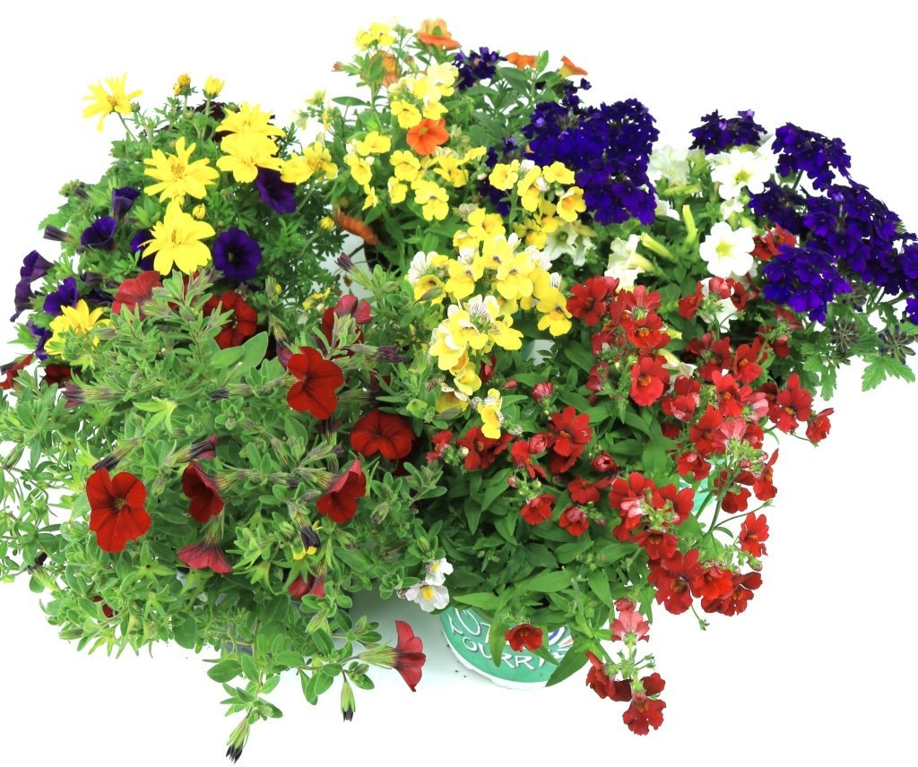 WESELER KRÄUTERPARADIES - GÄRTNEREI ENSELEIT Sommer Blumen Set Nr.1 Beet- und Balkonblumen