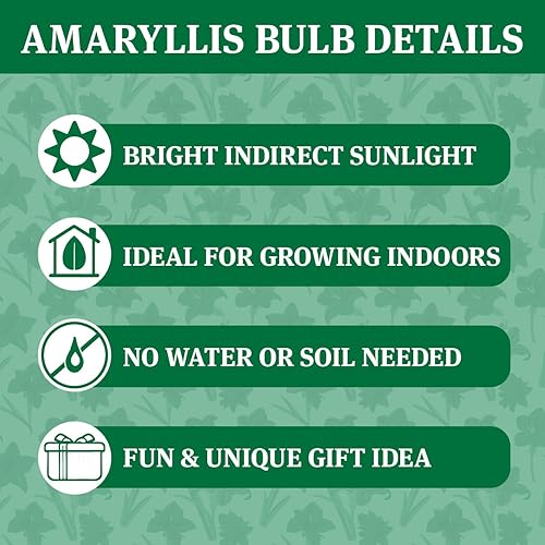 Colección de flores de amarilis enceradas navideñas, no necesita agua (paquete de 3)